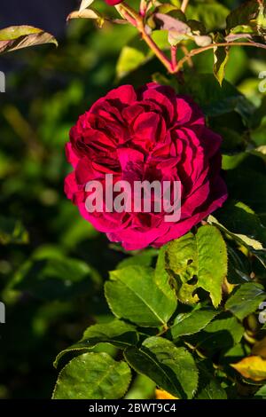 Rosenholz Munstead. Rose Cottage Garden. Stockfoto