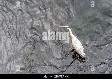 Cork, Irland. Juni 2020. Ein Graureiher wartet heute Morgen auf seine nächste Fischmahlzeit im River Lee in Cork City. Credit: AG News/Alamy Live News Stockfoto