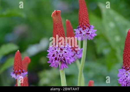 Raketenförmige Blütenspitze der Orchideenkerze Primula vialii Stockfoto