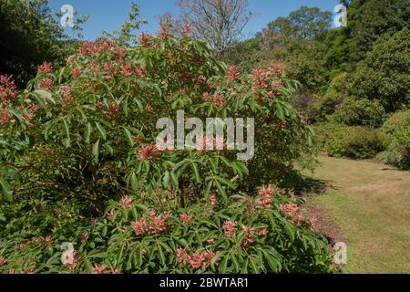 Frühlingsblumen des Laubbaumes Red Buckeye (Aesculus pavia 'Rosea nana'), der in einem Garten im ländlichen Devon, England, wächst Stockfoto