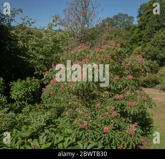 Frühlingsblumen des Laubbaumes Red Buckeye (Aesculus pavia 'Rosea nana'), der in einem Garten im ländlichen Devon, England, wächst Stockfoto