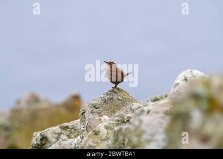 Shetland Wren (Troglodytes troglodytes) Großbritannien Stockfoto