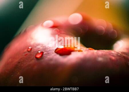 Nahaufnahme der Apfelhaut mit Wassertropfen Stockfoto