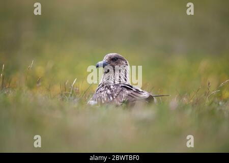 Great Skua (Stercorarius skua) Großbritannien Stockfoto