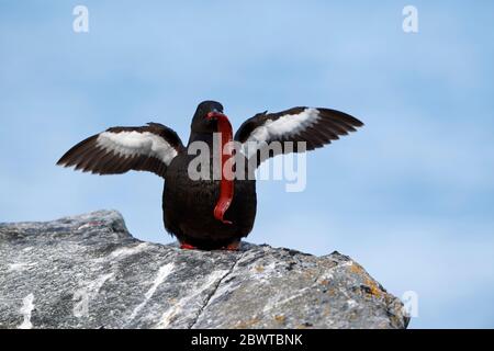 Schwarzer Guillemot (Cepphus grylle), Großbritannien Stockfoto