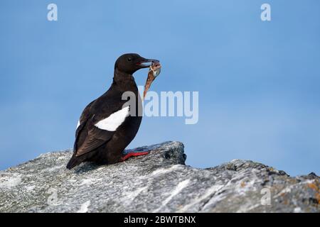 Schwarzer Guillemot (Cepphus grylle), Großbritannien Stockfoto