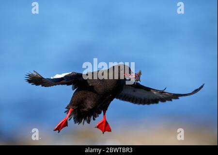 Schwarzer Guillemot (Cepphus grylle), Großbritannien Stockfoto