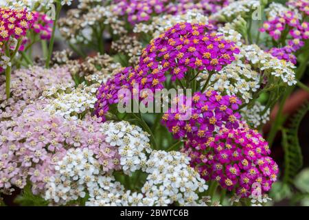 Blühende Schafgarbe Blumen. Achillea millefolium, allgemein als Schafgarbe oder Gemeine Schafgarbe bekannt, ist eine blühende Pflanze in der Familie Asteraceae. Stockfoto