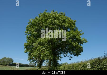 Frühlingsbordlage einer englischen Eiche (Quercus robur), die in einer Hecke am Rande eines Feldes in der ländlichen Devon Landschaft, England, Großbritannien wächst Stockfoto