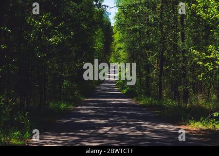 Forest Road. Das Konzept des Spazierens auf einer Waldstraße, Ruhe, Frieden unter den Bäumen. Die Straße verläuft durch den Wald. Stockfoto