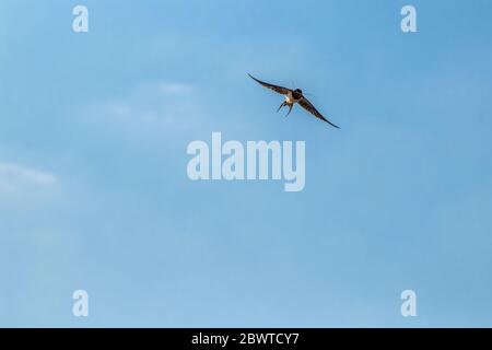 Stallschwalbe fliegt durch die Luft Stockfoto