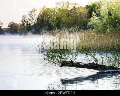 Ein nebliger Frühlingsmorgen im Coate Water in Swindon. Stockfoto
