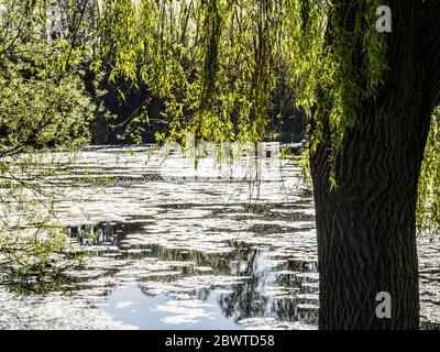 Frühmorgendlicher Frühlingssonne, die durch die Blätter einer Trauerweide an den Ufern eines mit Algen bedeckten Teiches filtert. Stockfoto