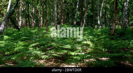 Panoramablick durch einen Wald mit aufgeflageltem Sonnenlicht, das auf ein Baldachin aus Bracken Farn einbricht. Stockfoto