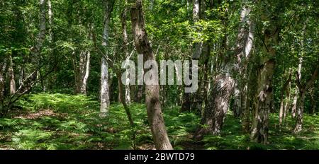 Panoramablick durch einen Wald mit aufgeflageltem Sonnenlicht, das auf ein Baldachin aus Bracken Farn einbricht. Stockfoto