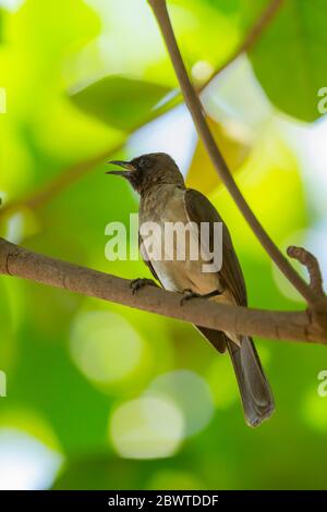 Gemeiner Bulbul Pycnonotus barbatus, Erwachsene, Aufruf von Baumkronendach, Tamale, Ghana, März Stockfoto