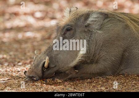 Warzenschwein Phacochoerus africanus, im Schatten ruhend, Mole National Park, Ghana, März Stockfoto