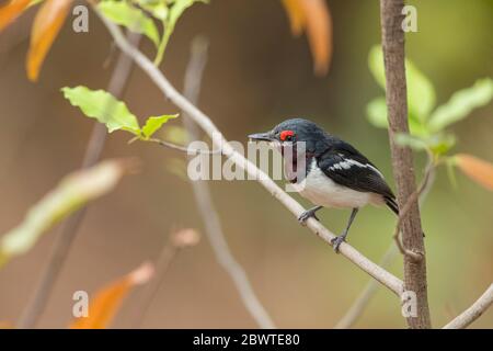 Gewöhnliches Wattenauge Platysteira cyanea, Erwachsene Hündin, in Baum sitzend, der Nahrung trägt, Mole Nationalpark, Ghana, März Stockfoto