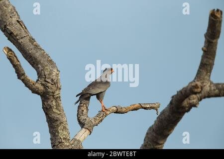 Dunkle Gesänge Habicht Melierax Metabate, Erwachsene, in toten Baum, Abofour, Ghana, März thront Stockfoto