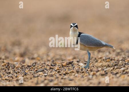 Ägyptischer Pflügling Pluvianus aegyptius, Erwachsener, auf Nahrungssuche am sandigen Schwemmstrand, White Volta, Ghana, März Stockfoto