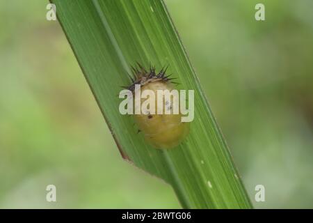 Goldene Schildkrötenkäfer Larve Stockfoto