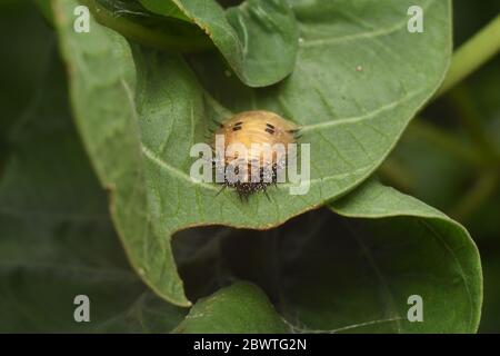 Goldene Schildkrötenkäfer Larve Stockfoto