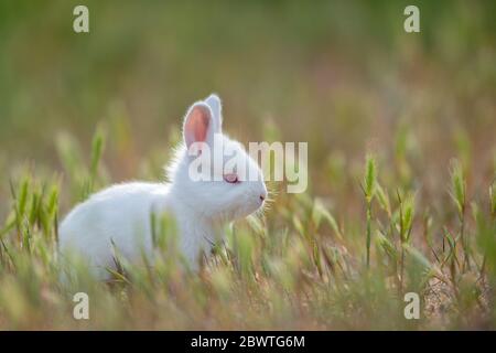 Häschen auf dem grünen Rasen im Sommertag Stockfoto