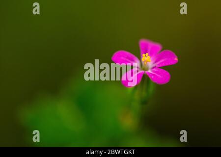 Lila Blume auf grünem Hintergrund in den Bergen Stockfoto