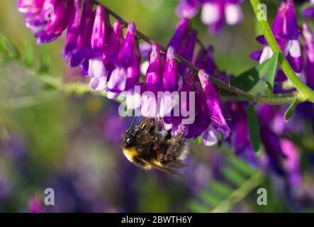 Hummel auf Blume im Makro Stockfoto