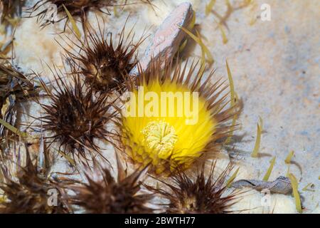 Blühender Kaktus in der Natur Stockfoto