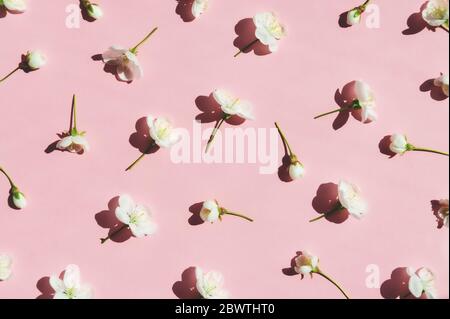 Blumenmuster aus weißen Kirschblüten auf rosa Hintergrund. Nahaufnahme. Flach liegend, Draufsicht. Frühling abstrakten Hintergrund Stockfoto