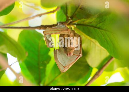 Peters Zwerg-Epauletted-Fruchtfledermaus Micropteropus pusillus, im Baumkronendach, Tamale, Ghana, März Stockfoto