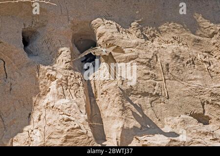 Sand martin (Riparia riparia) Kolonie in Sanddüne gebaut, mit Blick auf das Meer am Montrose Beach, Angus, Schottland, Großbritannien. Sand martin im Flug in der Nähe des Eingangs zum Nest. Stockfoto