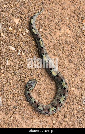 Nashornviper Bitis nasicornis, tot, auf Schotterstraße liegend, Offinso, Ashanti Region, Ghana, März Stockfoto