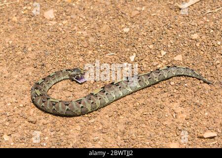 Nashornviper Bitis nasicornis, tot, auf Schotterstraße liegend, Offinso, Ashanti Region, Ghana, März Stockfoto