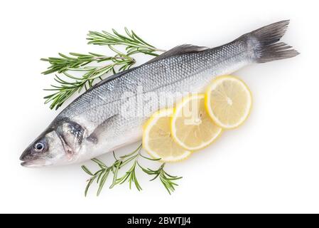 Frischer, ungekockter Seabass mit Zitrone und Rosmarin auf weißem Hintergrund isoliert Stockfoto