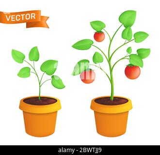 Tomaten Öko-Pflanze Anbaustufen. Vektor botanische Illustration von grünen Sprossen mit Blättern im Topf isoliert auf weißem Hintergrund Stock Vektor