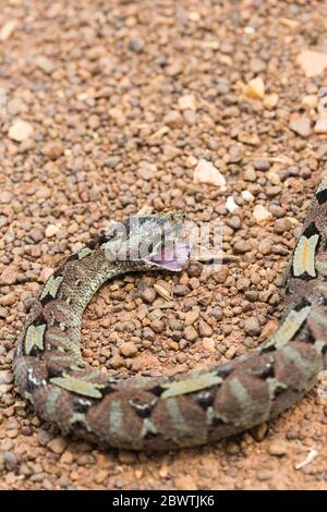 Nashornviper Bitis nasicornis, tot, auf Schotterstraße liegend, Offinso, Ashanti Region, Ghana, März Stockfoto