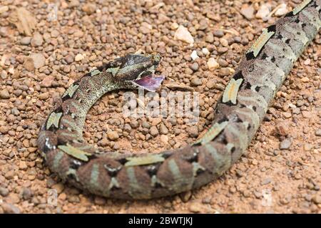 Nashornviper Bitis nasicornis, tot, auf Schotterstraße liegend, Offinso, Ashanti Region, Ghana, März Stockfoto