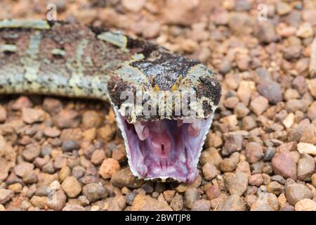 Nashornviper Bitis nasicornis, tot, auf Schotterstraße liegend, Offinso, Ashanti Region, Ghana, März Stockfoto