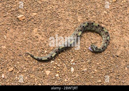 Nashornviper Bitis nasicornis, tot, auf Schotterstraße liegend, Offinso, Ashanti Region, Ghana, März Stockfoto