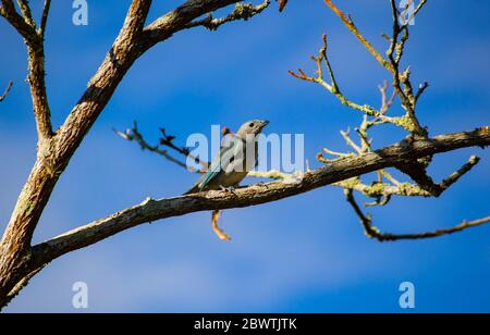 Sayaca Tanager thront auf einem Baum Stockfoto