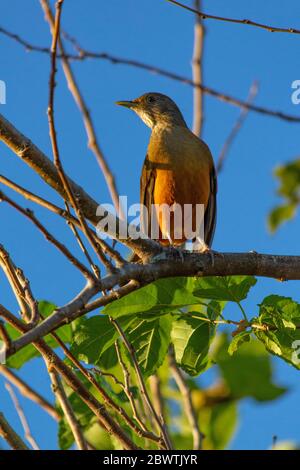 Rufous-bauchige Thrush auf einem Baum thront Stockfoto