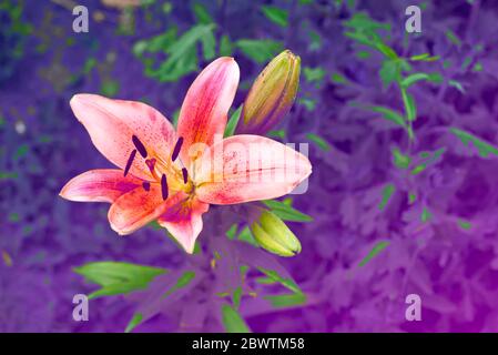 Rosa Lilia in grünen Büschen auf Garten, Farben blau mit lila Farbe. Panton Farbe 2018 Stockfoto