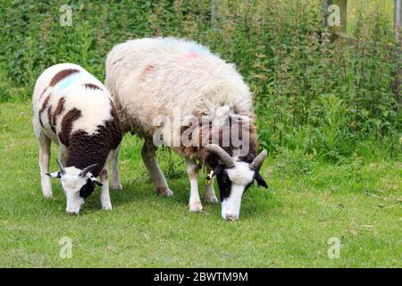 Junge Jacob Schafe und Mutter grasen in einer englischen Wiese Stockfoto