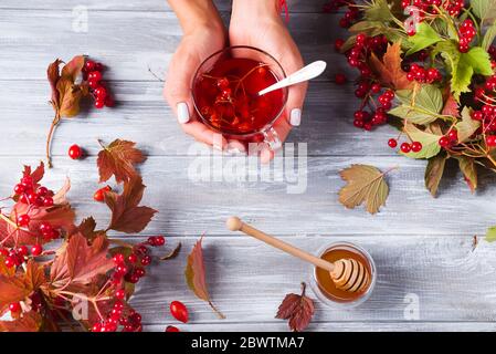 Eine Frau hält ein Tee aus frischen gesunden Beeren eines Viburnum und Honig mit einem hölzernen Honig Pendelarm auf grauem Hintergrund aus Holz mit kopieren. Zu Stockfoto