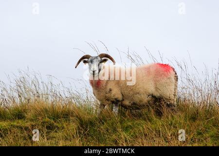 Schottisches Blackface Schaf auf der Spitze des Hügels in Schottland Stockfoto