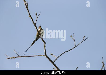 Bienenfresser Merops bullockoides, Erwachsene, auf Ast thront, Odumase Abrafo, Ghana, März Stockfoto