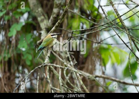 Bienenfresser Merops bullockoides, Erwachsene, auf Ast thront, Odumase Abrafo, Ghana, März Stockfoto