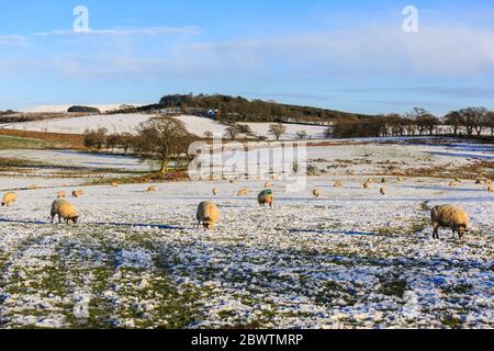 Schottische Schwarzgesicht Schafe grasen auf Schnee bedeckt Wiesen Stockfoto